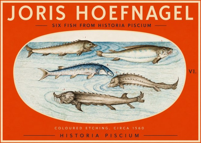 Joris Hoefnagel Fishes of Northern Waters No3 - Juliste