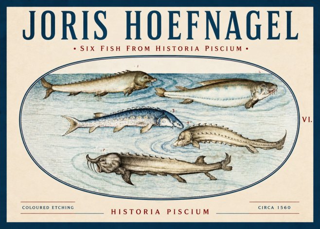 Joris Hoefnagel Fishes of Northern Waters No4 - Juliste