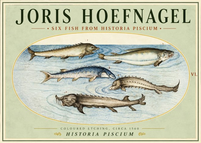 Joris Hoefnagel Fishes of Northern Waters No5 - Juliste