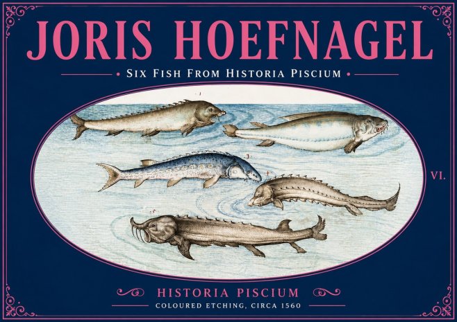 Joris Hoefnagel Fishes of Northern Waters No6 - Juliste