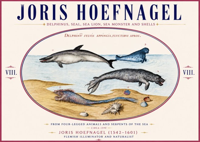 Joris Hoefnagel Delphinus, Seal, Sea Lion, Sea Monster and Shells No6 - Juliste