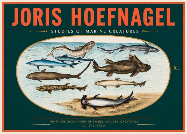 Joris Hoefnagel Studies of Marine Creatures No4 - Juliste
