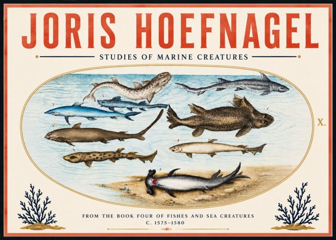 Joris Hoefnagel Studies of Marine Creatures No6 - Juliste