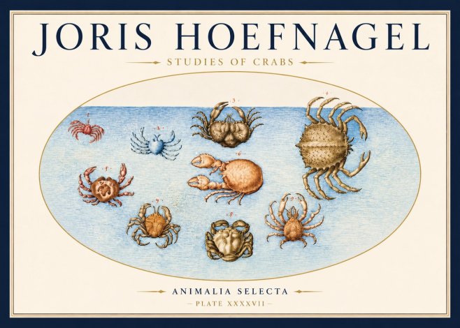 Joris Hoefnagel Studies of Crabs No3 - Juliste