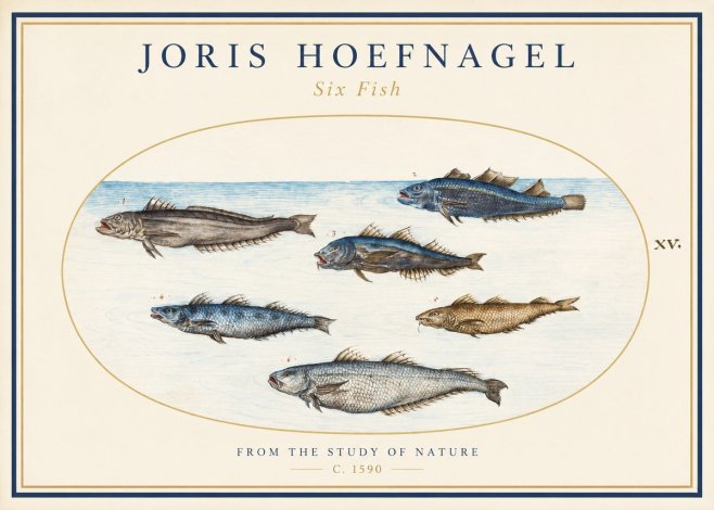 Joris Hoefnagel Six Fish No1 - Juliste