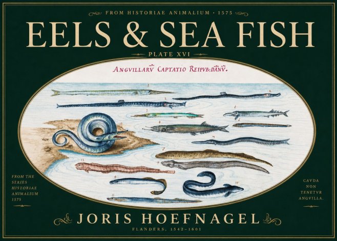 Joris Hoefnagel Eels and Sea Fish No6 - Juliste