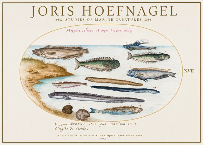 Joris Hoefnagel Plate Xvii from "De Piscibus Et Aquatilibus Animalibus" No1 - Juliste