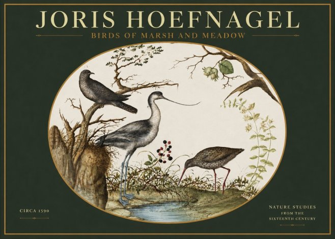 Joris Hoefnagel Birds of Marsh and Meadow No2 - Juliste