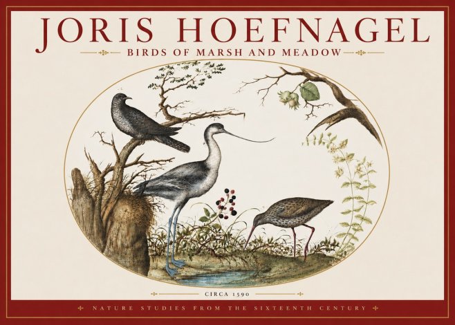 Joris Hoefnagel Birds of Marsh and Meadow No3 - Juliste