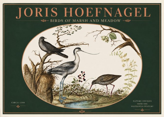 Joris Hoefnagel Birds of Marsh and Meadow No4 - Juliste
