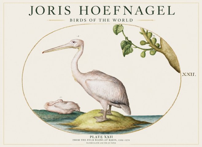 Joris Hoefnagel Plate Xxii No1 - Juliste