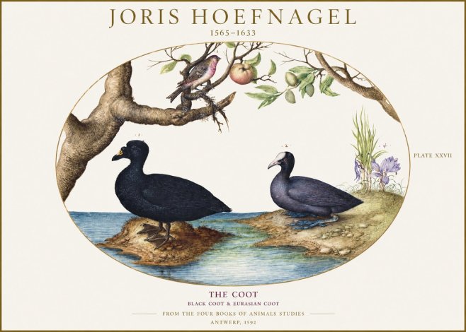 Joris Hoefnagel The Coot No1 - Juliste