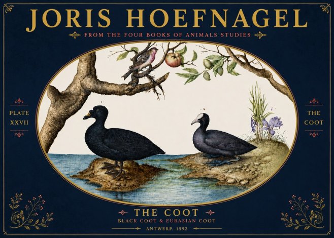 Joris Hoefnagel The Coot No6 - Juliste