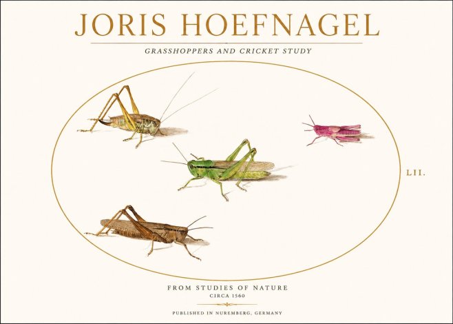 Joris Hoefnagel Three Grasshoppers and a Locust No2 - Juliste