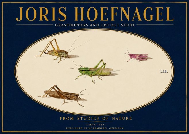 Joris Hoefnagel Three Grasshoppers and a Locust No4 - Juliste
