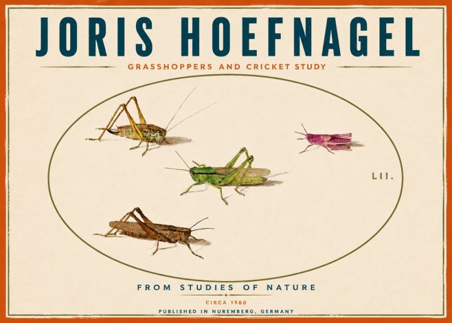 Joris Hoefnagel Three Grasshoppers and a Locust No6 - Juliste