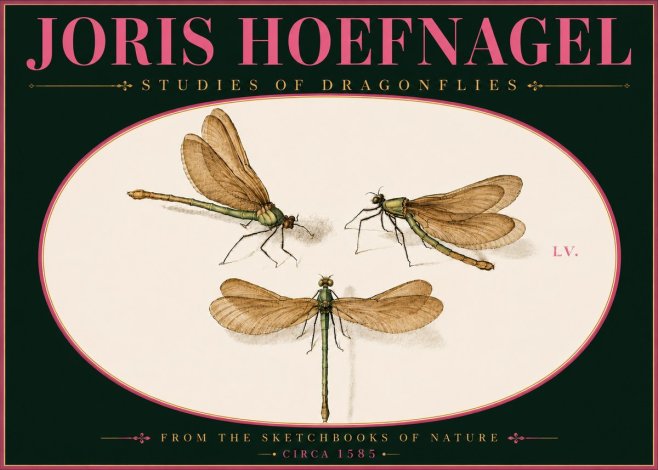 Joris Hoefnagel Studies of Dragonflies No6 - Juliste