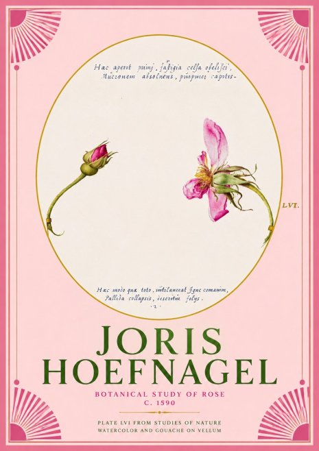 Joris Hoefnagel Botanical Study of Rose No2 - Juliste