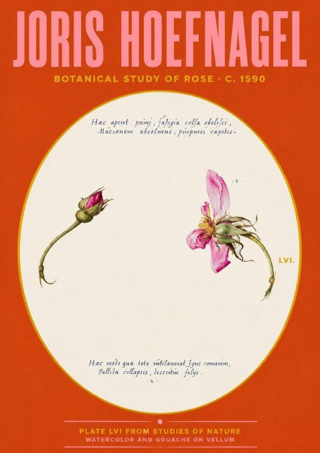 Joris Hoefnagel Botanical Study of Rose No4 - Juliste