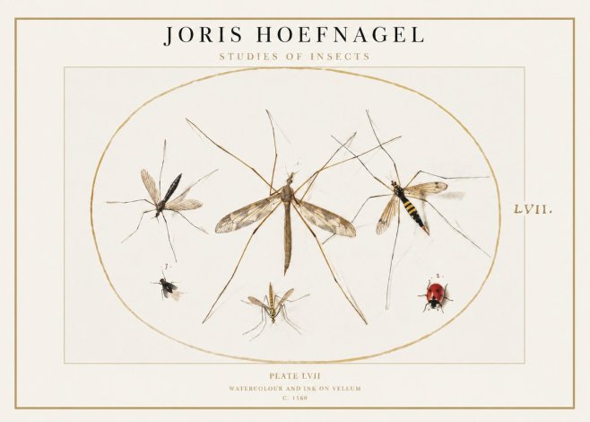 Joris Hoefnagel Studies of Insects II No1 - Juliste
