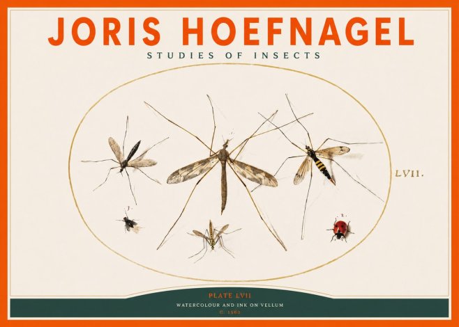 Joris Hoefnagel Studies of Insects II No2 - Juliste