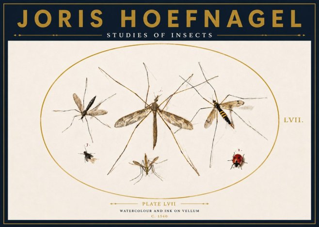 Joris Hoefnagel Studies of Insects II No4 - Juliste