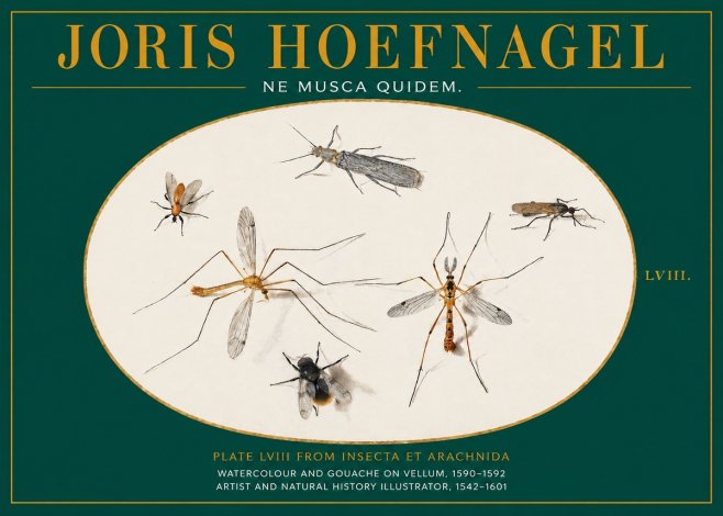 Joris Hoefnagel Plate Lviii from Insecta Et Arachnida No2 - Juliste