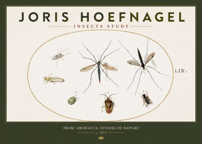 Joris Hoefnagel Insects Study I No3 - Juliste