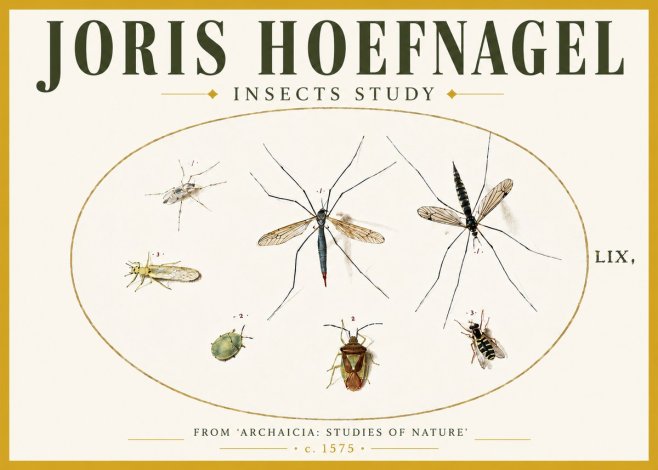 Joris Hoefnagel Insects Study I No5 - Juliste