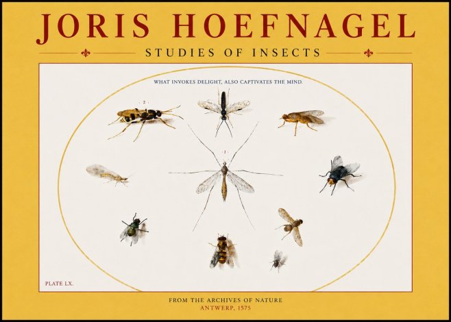 Joris Hoefnagel Studies of Insects III No4 - Juliste