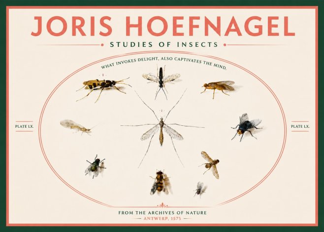 Joris Hoefnagel Studies of Insects III No6 - Juliste