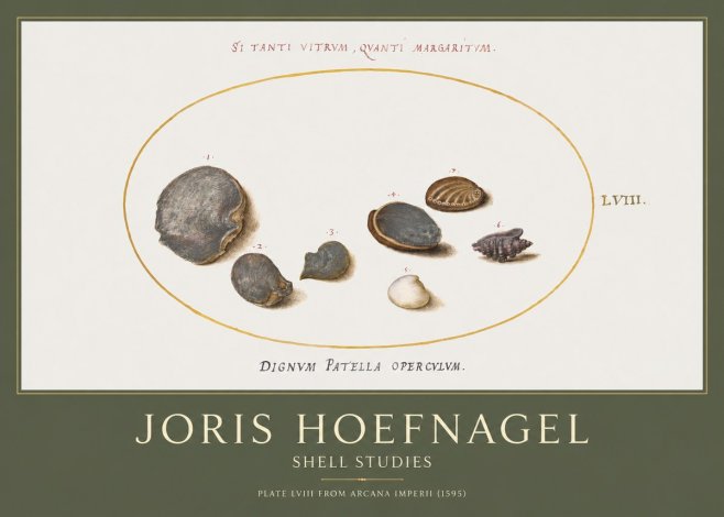 Joris Hoefnagel Six Shells No5 - Juliste