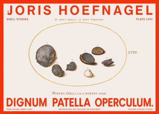 Joris Hoefnagel Six Shells No6 - Juliste