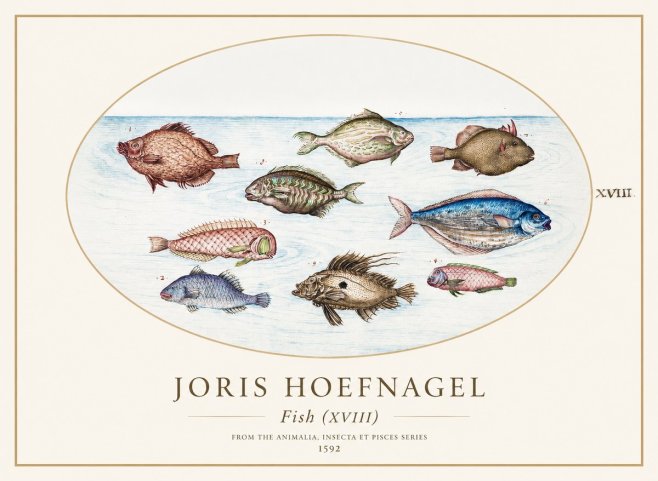 Joris Hoefnagel Studies of Fish I No2 - Juliste