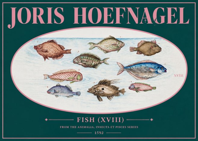 Joris Hoefnagel Studies of Fish I No3 - Juliste
