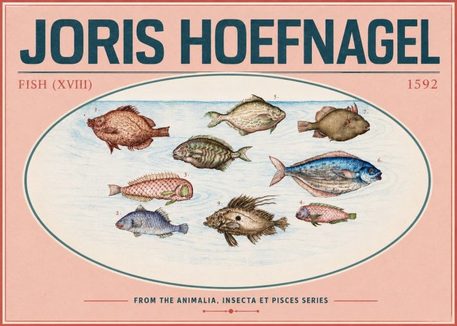 Joris Hoefnagel Studies of Fish I No6 - Juliste