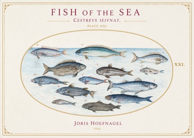 Joris Hoefnagel Fish of the Sea - Cestrevs Ieivnat. Plate Xxi No1 - Juliste