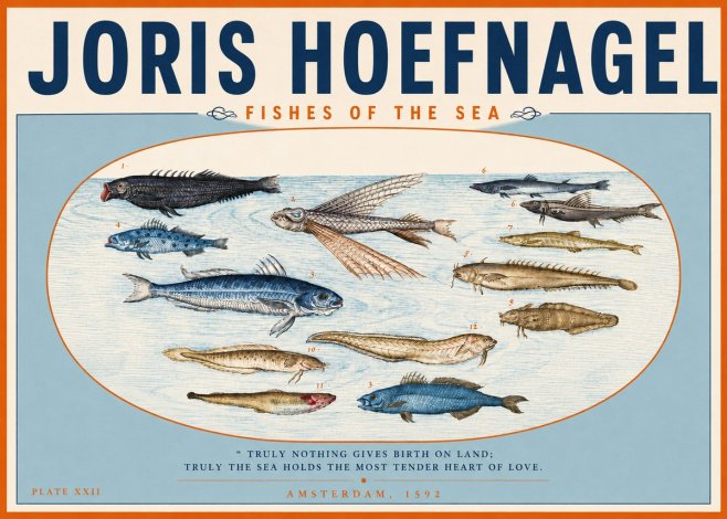 Joris Hoefnagel Fishes of the Sea I No3 - Juliste