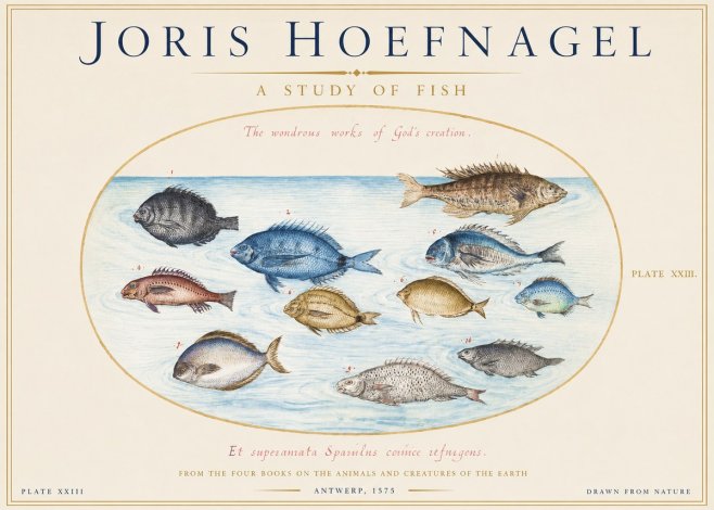 Joris Hoefnagel A Study of Fish No1 - Juliste