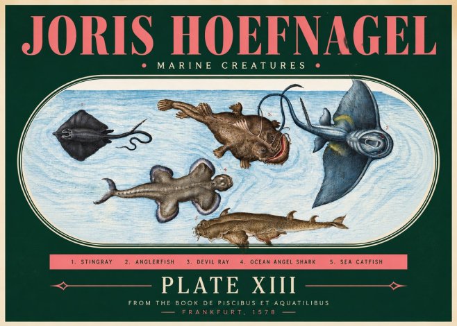 Joris Hoefnagel Marine Creatures Plate Xiii No3 - Juliste
