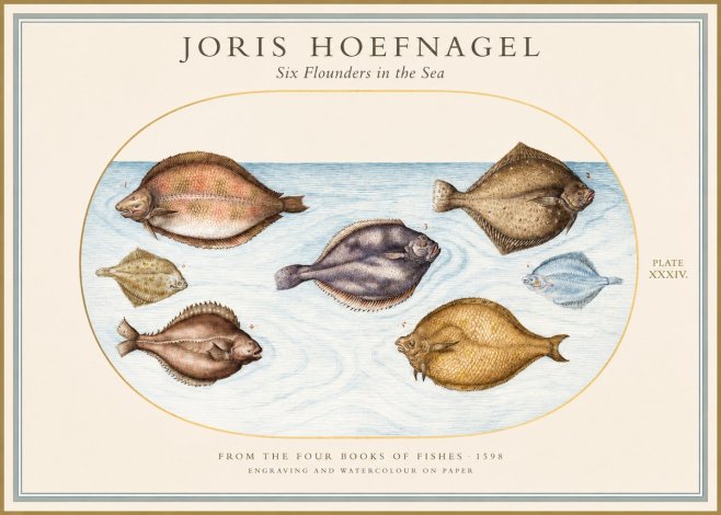 Joris Hoefnagel Six Flounders in the Sea No1 - Juliste