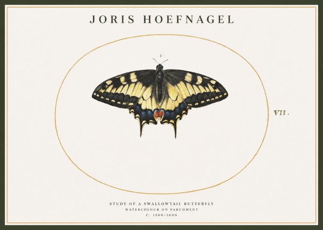 Joris Hoefnagel Study of a Swallowtail Butterfly No1 - Juliste