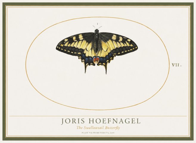 Joris Hoefnagel Study of a Swallowtail Butterfly No5 - Juliste