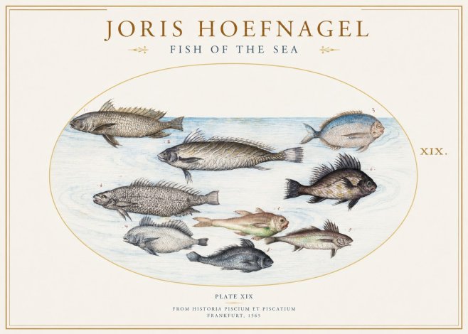 Joris Hoefnagel Fish of the Sea No1 - Juliste