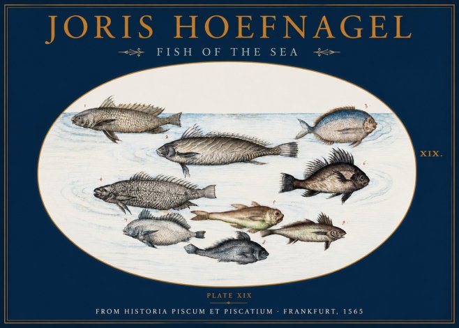 Joris Hoefnagel Fish of the Sea No2 - Juliste