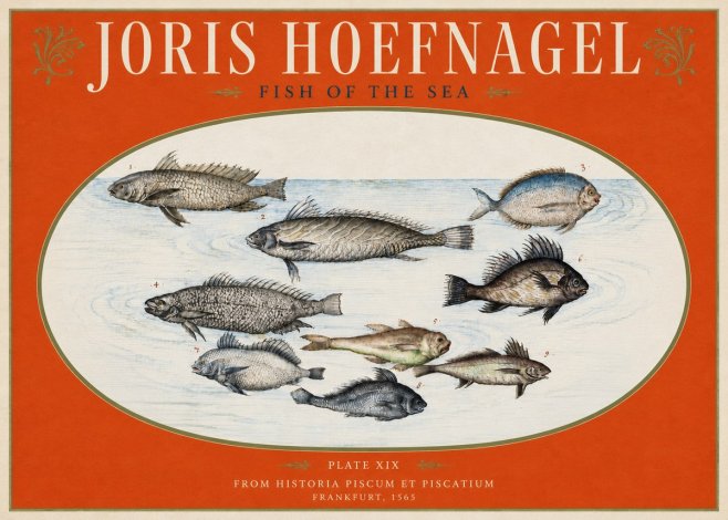 Joris Hoefnagel Fish of the Sea No3 - Juliste