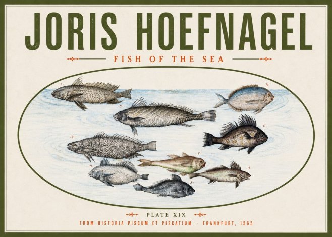Joris Hoefnagel Fish of the Sea No4 - Juliste