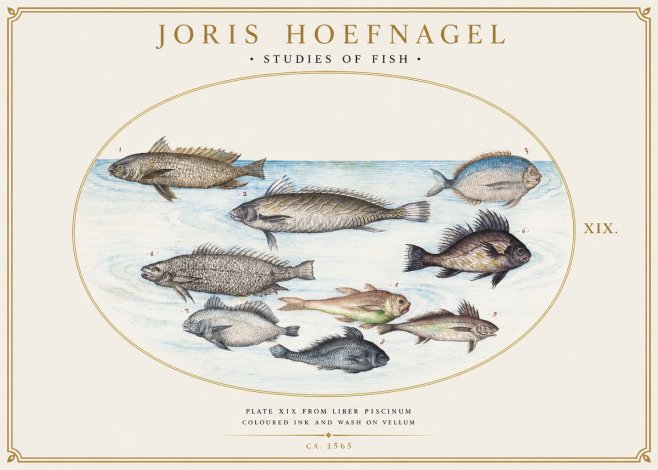 Joris Hoefnagel Fish of the Sea No6 - Juliste