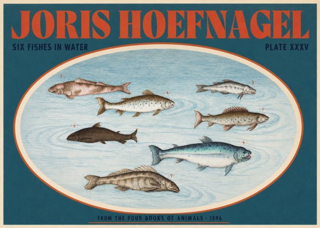 Joris Hoefnagel Six Fishes in Water I No2 - Juliste