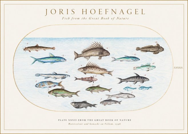 Joris Hoefnagel Fish from the Great Book of Nature No1 - Juliste
